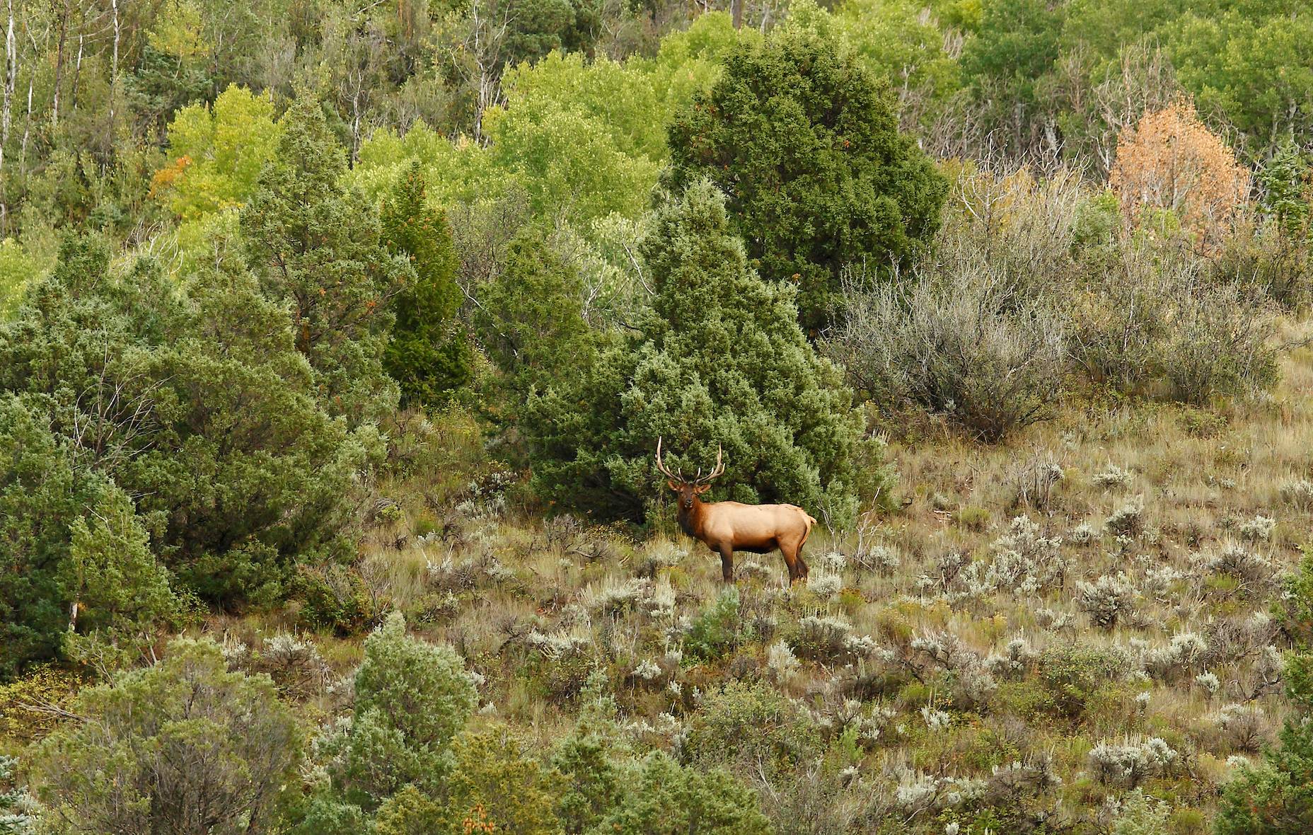 Elk in wilderness